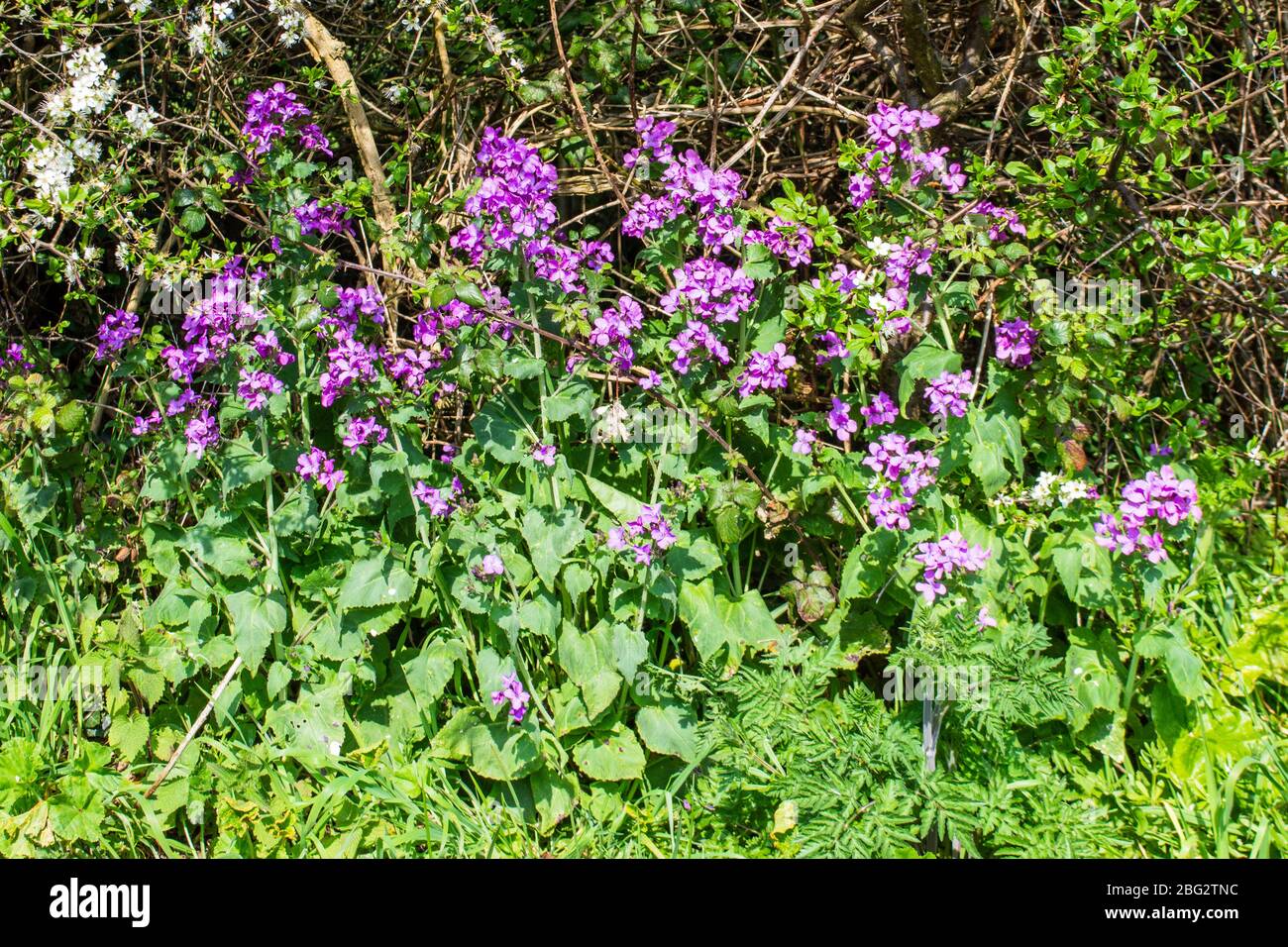 A patch of pink purple annual honesty Lunaria annua flowers growing against a hedgerow base in spring Stock Photo