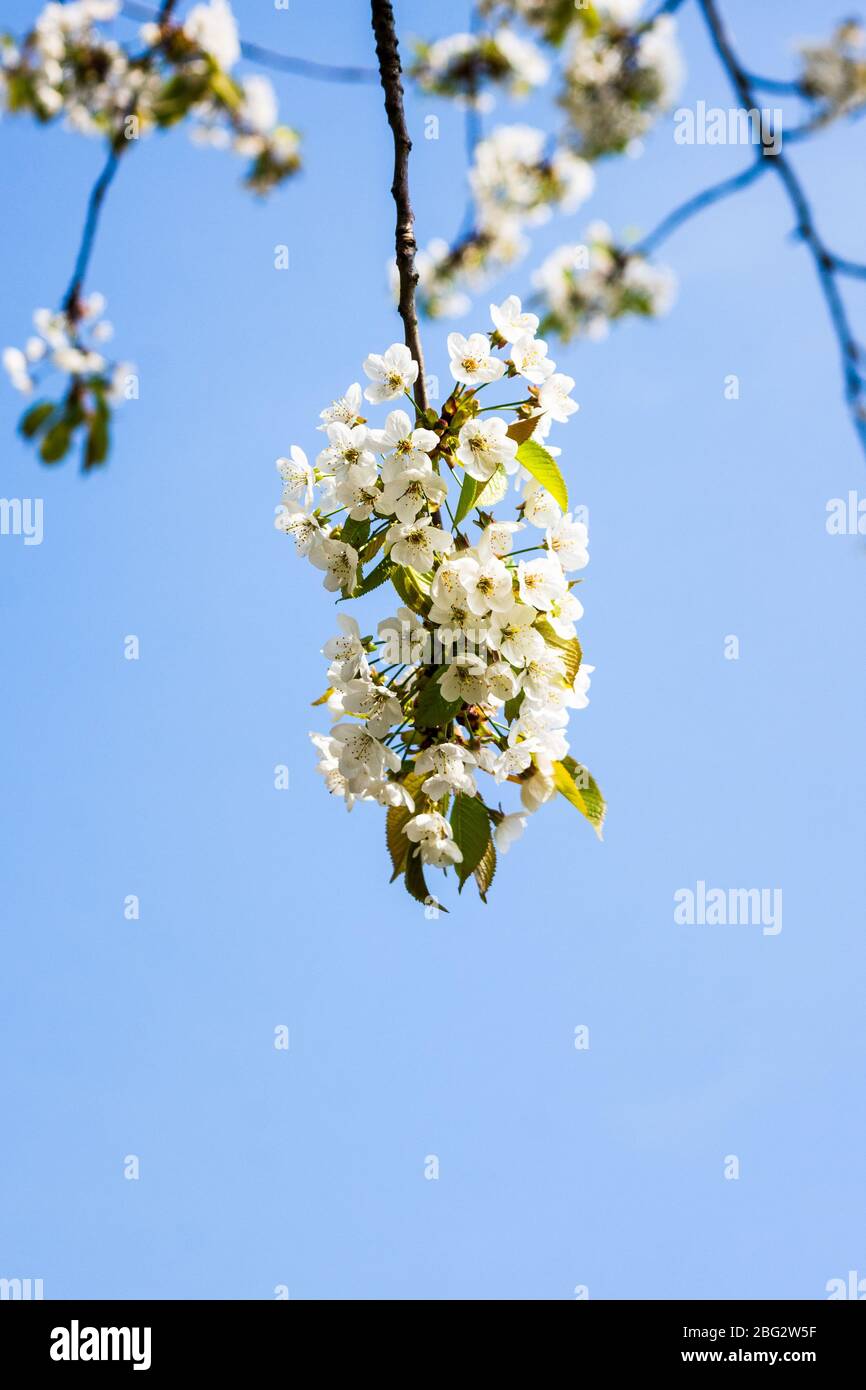 A branch of white cherry blossom against a blue sky in vertical format ...