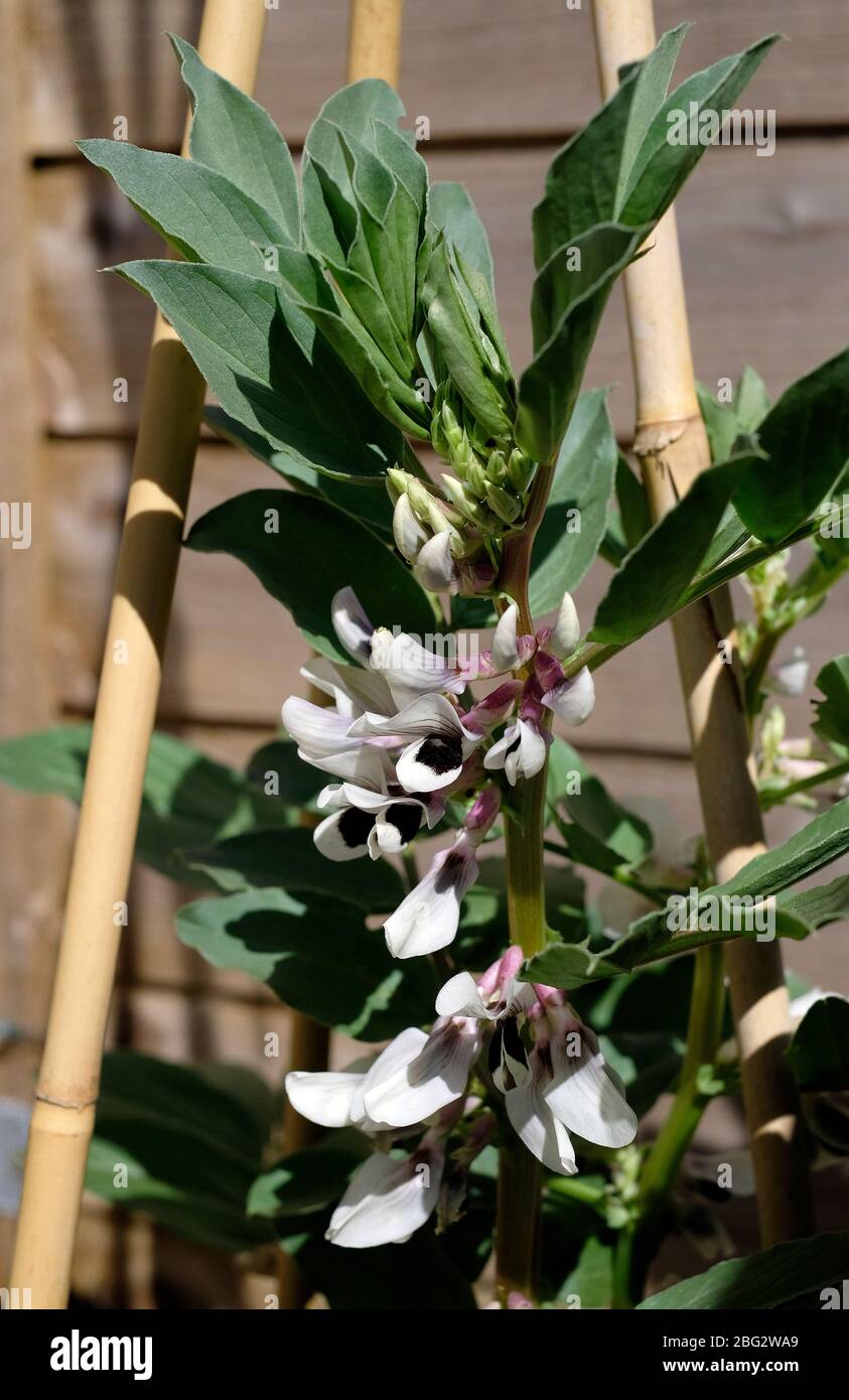 Broad bean plant hires stock photography and images Alamy