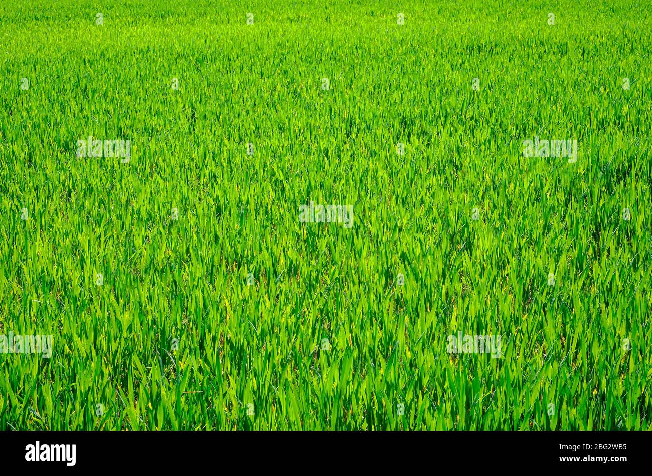 early spring green wheat crop in field, norfolk, england Stock Photo