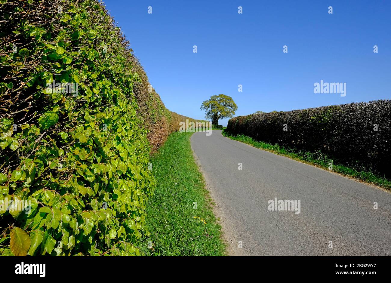 tall spring hedgerow on country lane, north norfolk, england Stock Photo