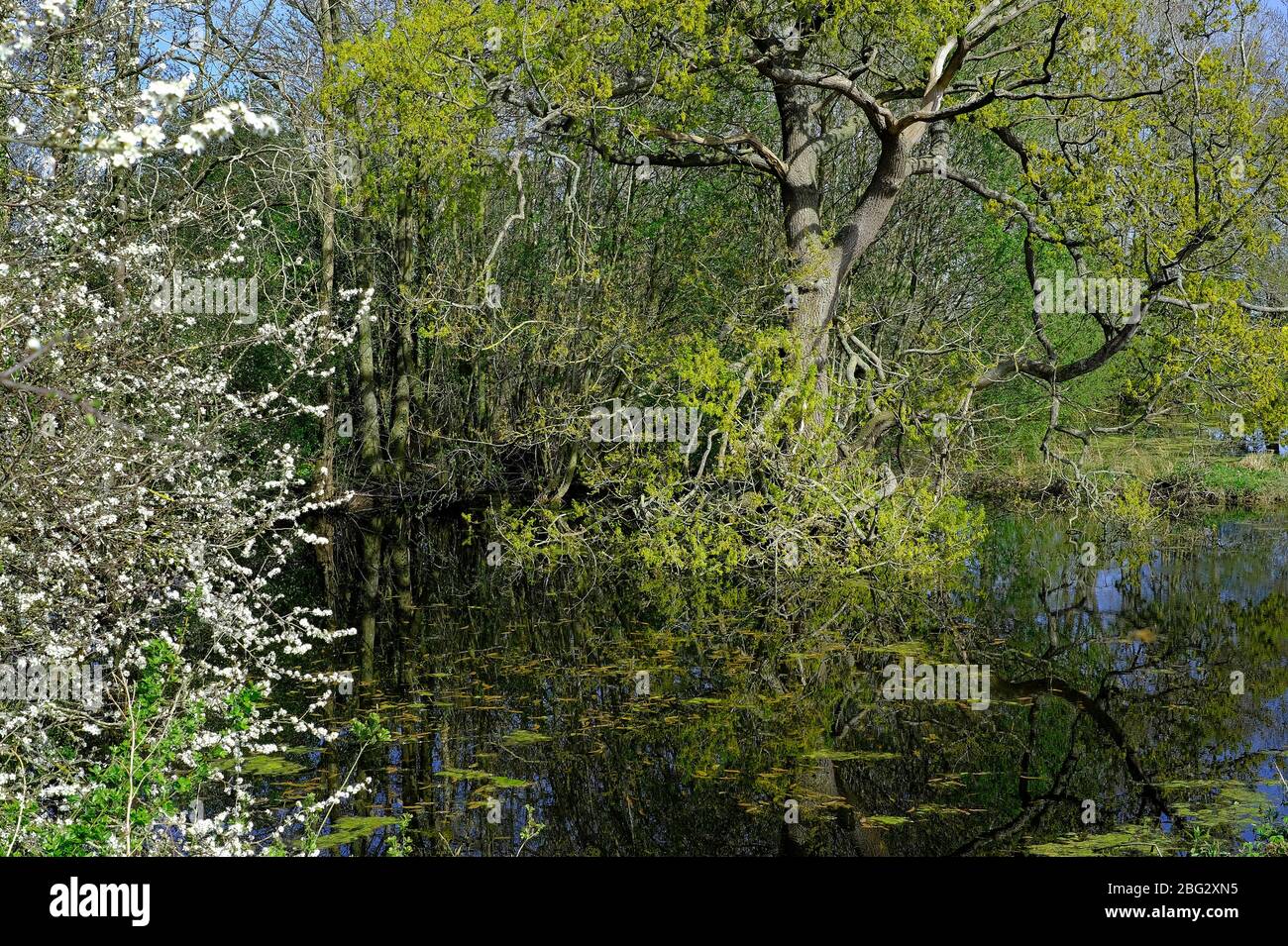 nature conservation wildlife pond, melton constable, north norfolk, england Stock Photo