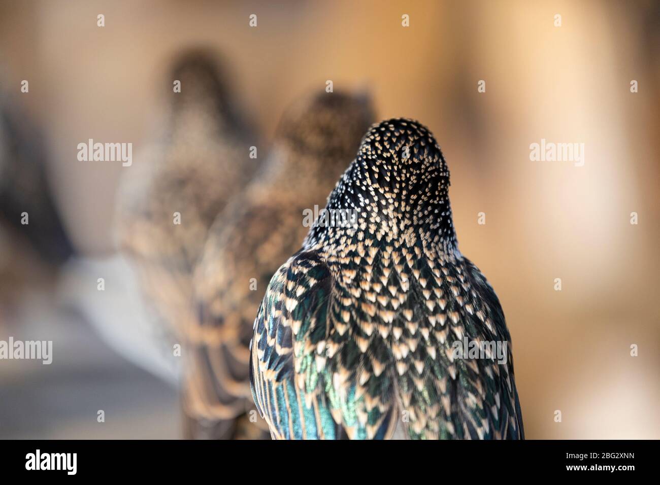 Rear view of three Starling birds in Hyde Park, London Stock Photo