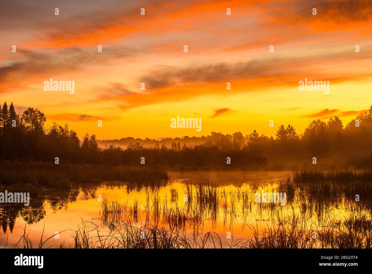 Beaver pond at dawn in early autumn, Greater Sudbury, Ontario, Canada Stock Photo