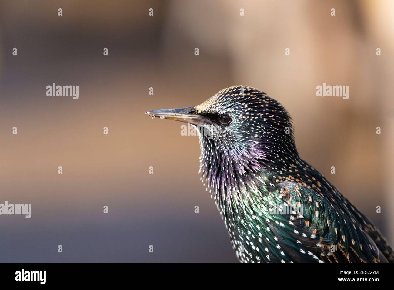 Profile view of a Starling bird in Hyde Park, London Stock Photo