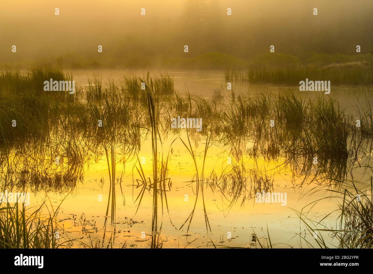 Beaver pond at dawn in early autumn, Greater Sudbury, Ontario, Canada Stock Photo