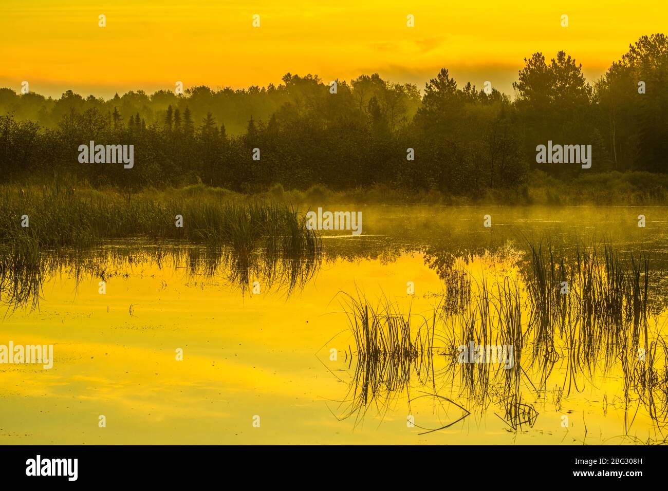 Beaver pond at dawn in early autumn, Greater Sudbury, Ontario, Canada Stock Photo