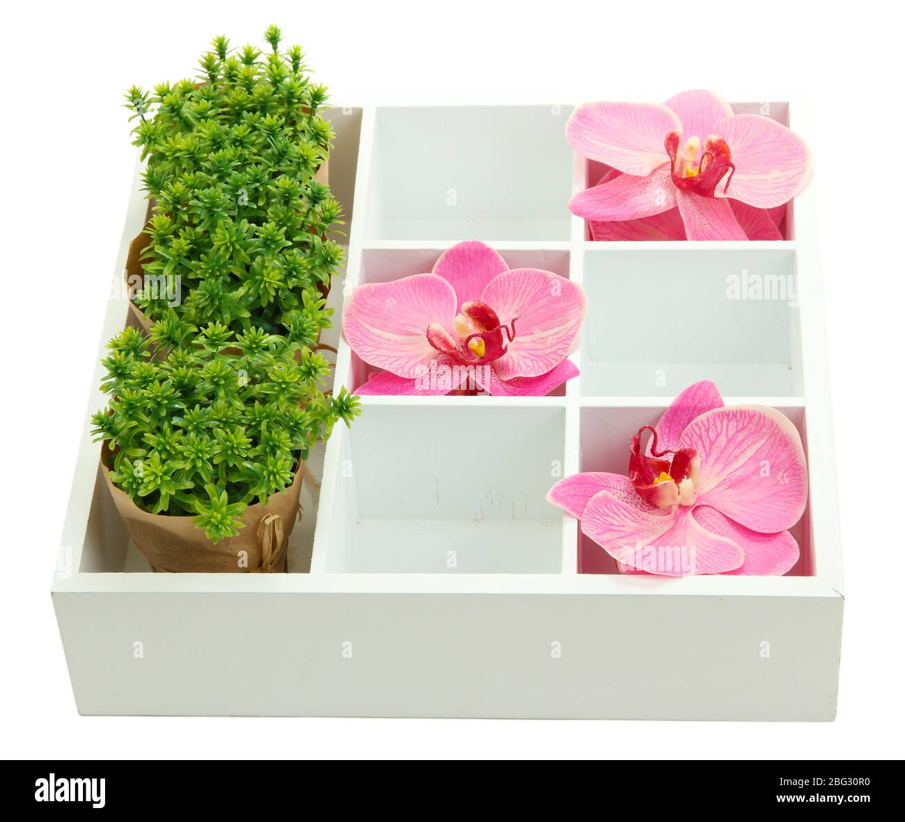 Beautiful flowers arranged in wooden box isolated on white Stock Photo