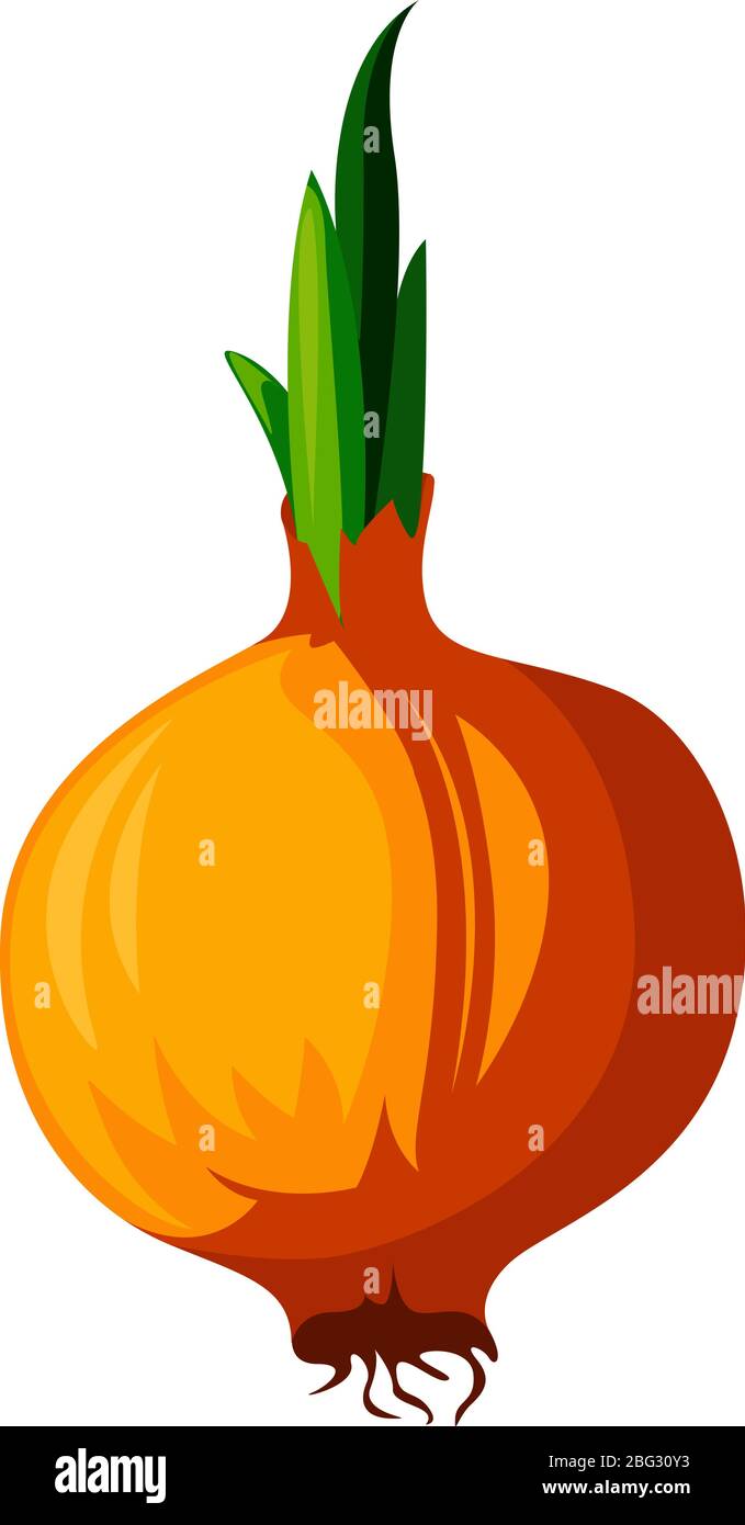 Fresh onion, illustration, vector on white background Stock Vector