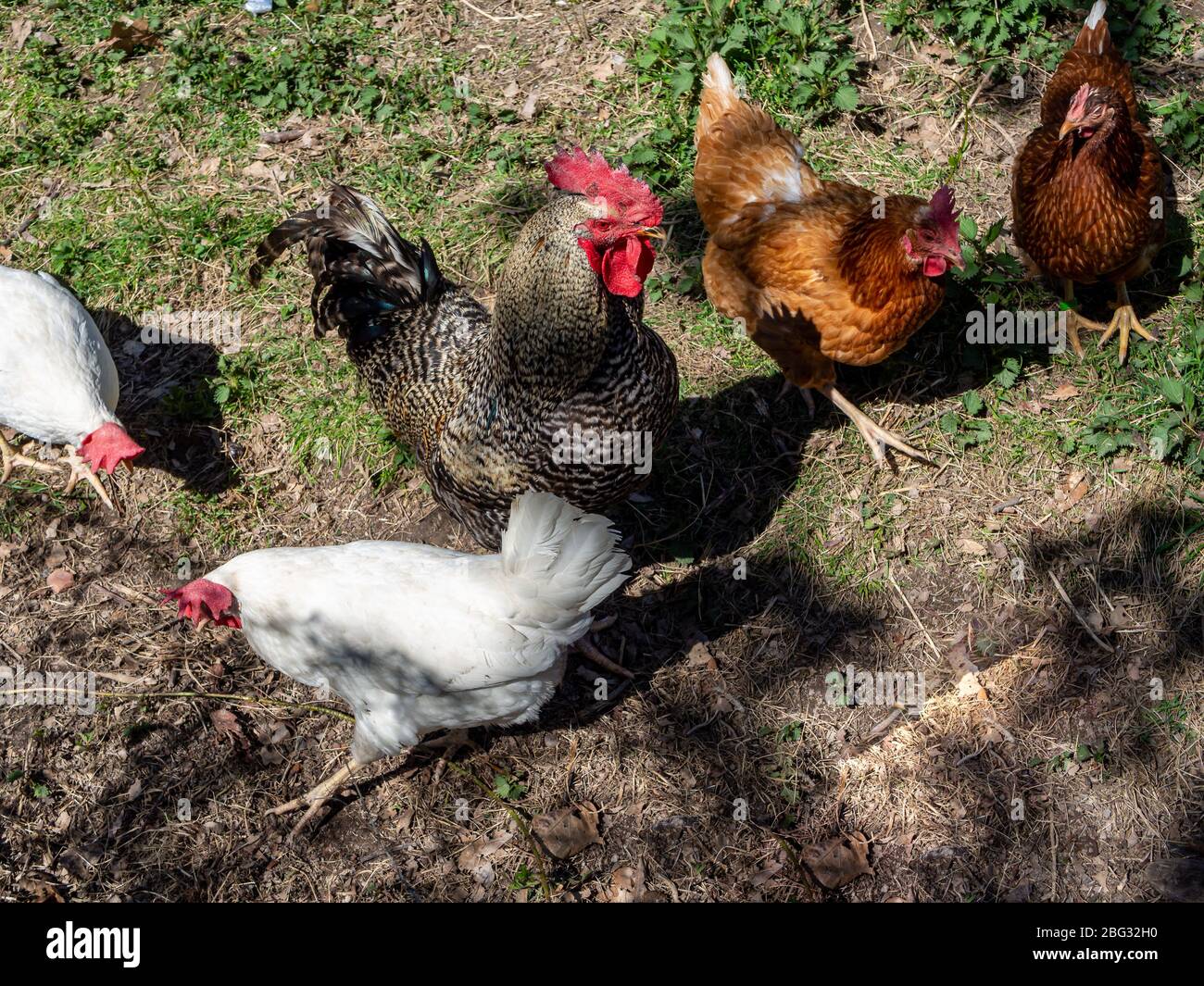 Keeping chickens hi-res stock photography and images - Alamy