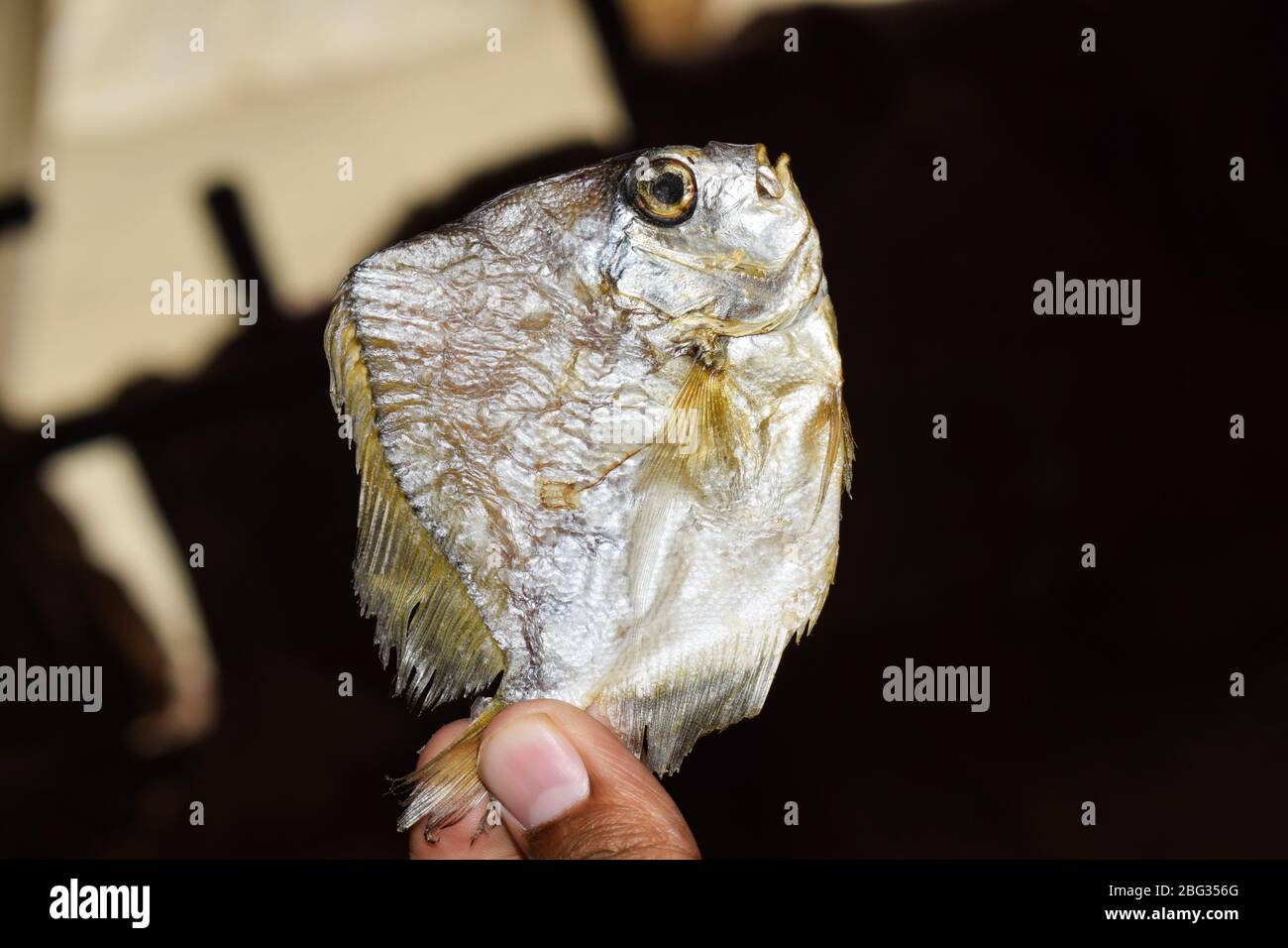Fresh dry fish in a persons hand ,who is holding it very gently with his delicate fingers Stock Photo