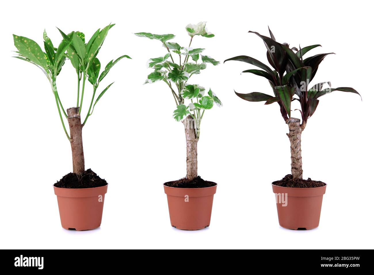 Small trees in pots hires stock photography and images Alamy