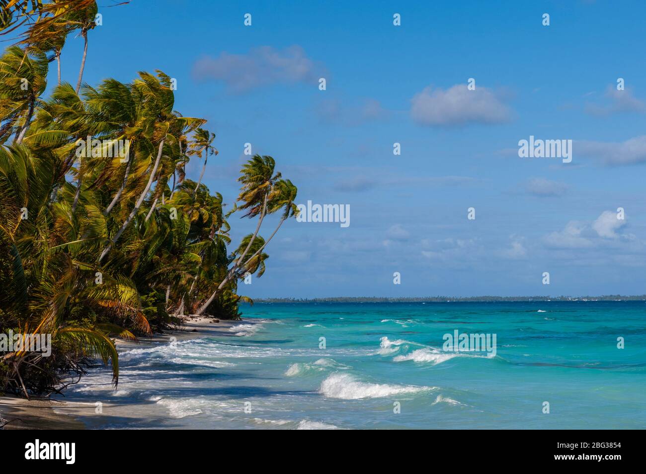 Palm trees hanging over hi-res stock photography and images - Alamy