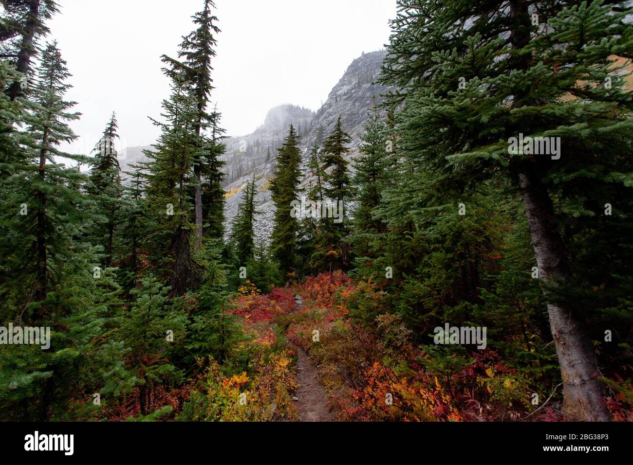A narrow hiking trail winds through a stand of Subalpine fir trees and Western larch trees on a foggy day, with mountain peaks in the background Stock Photo
