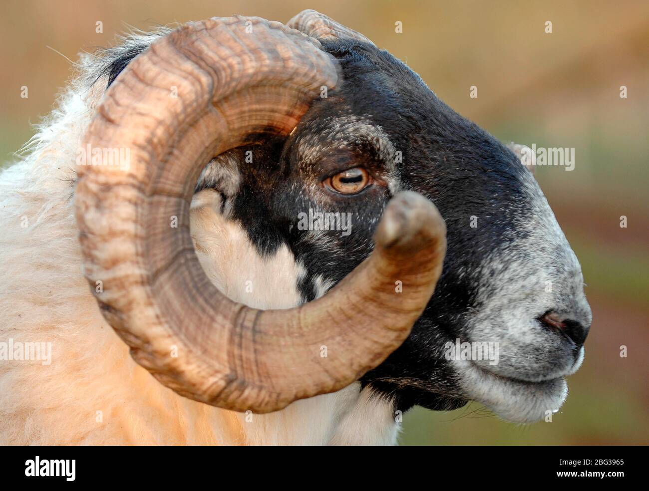 Close up of a Blackface Ram's head in profile, Scotland. Stock Photo