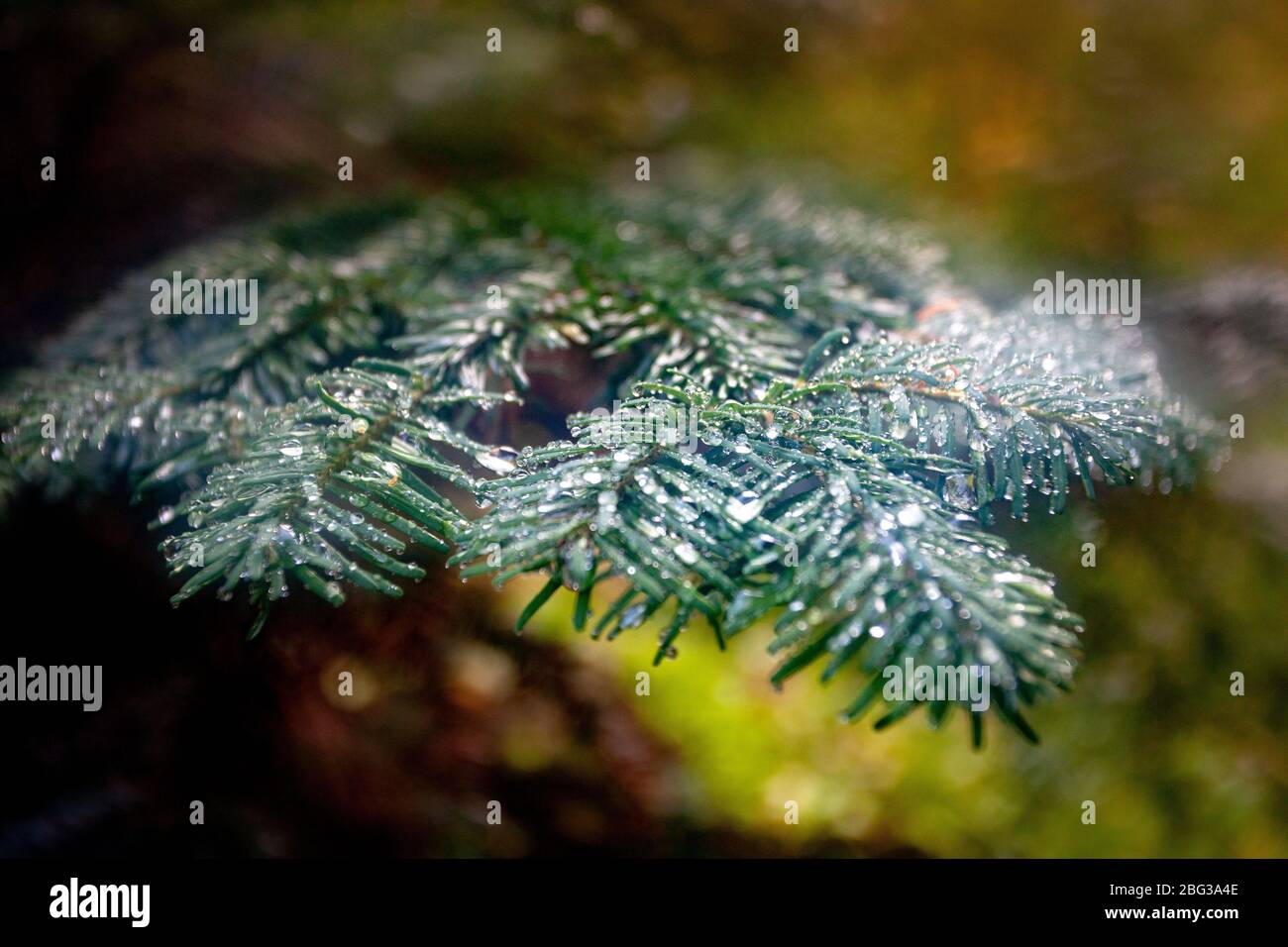 Dew beads of water on a hemlock branch in a forest Stock Photo