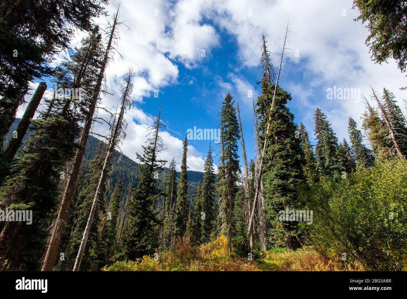 Western larch trees point into a blue sky with white clouds, with a forest-covered mountainside in the background, in North Cascades National Park Stock Photo