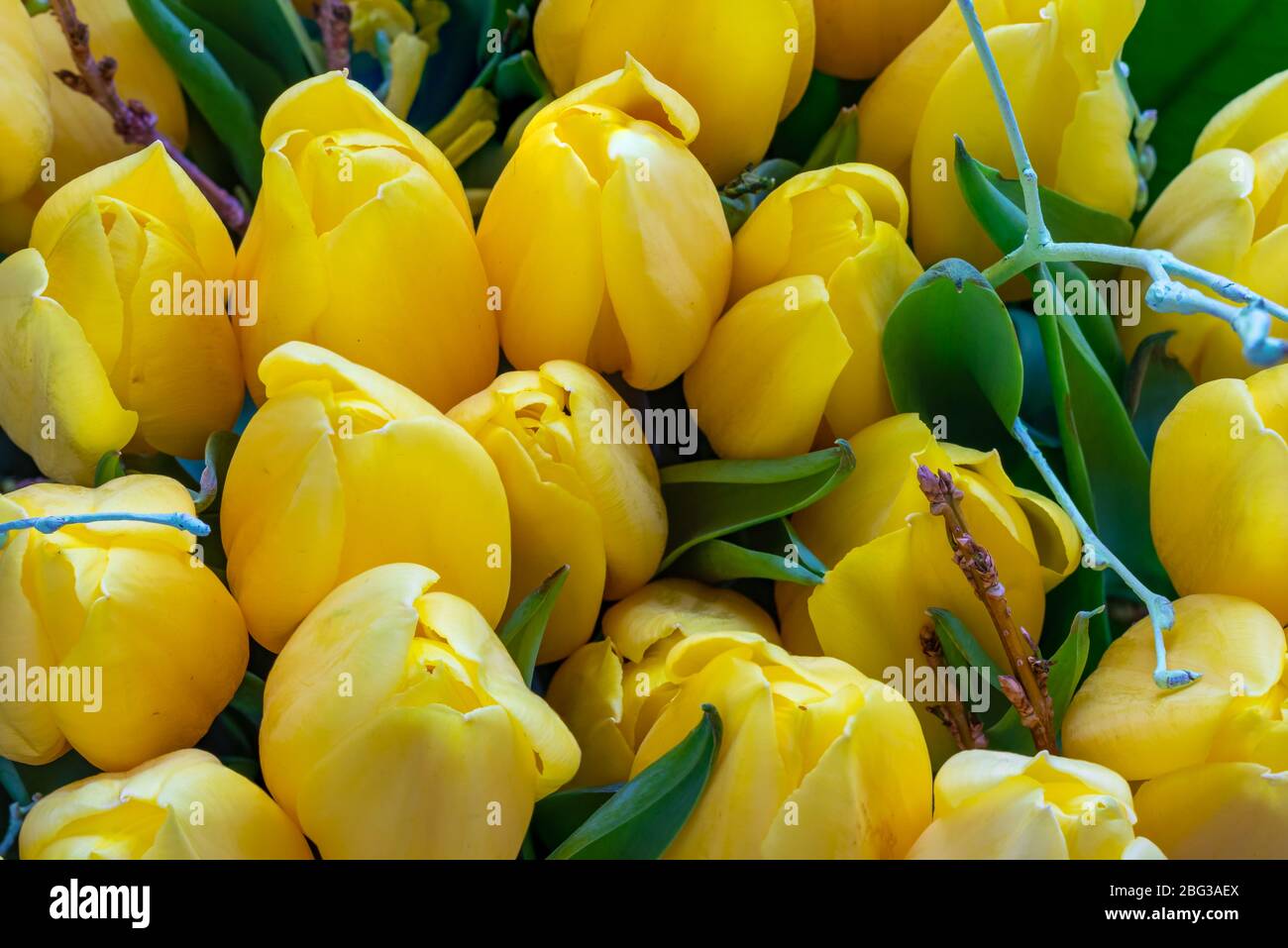 yellow tulip flower close up macro selective focus blur Stock Photo
