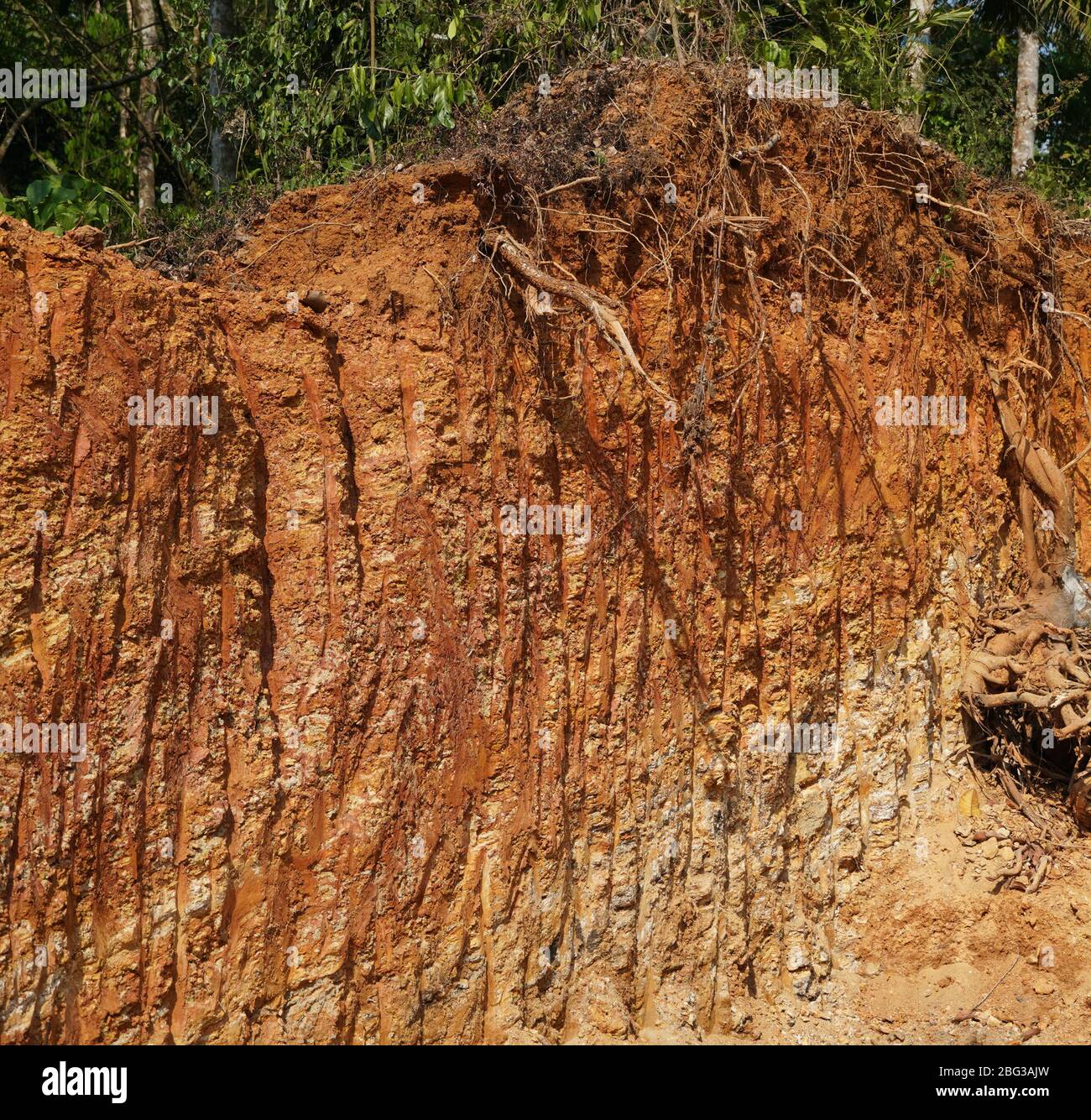 Deforestation bulldozer hi-res stock photography and images - Alamy