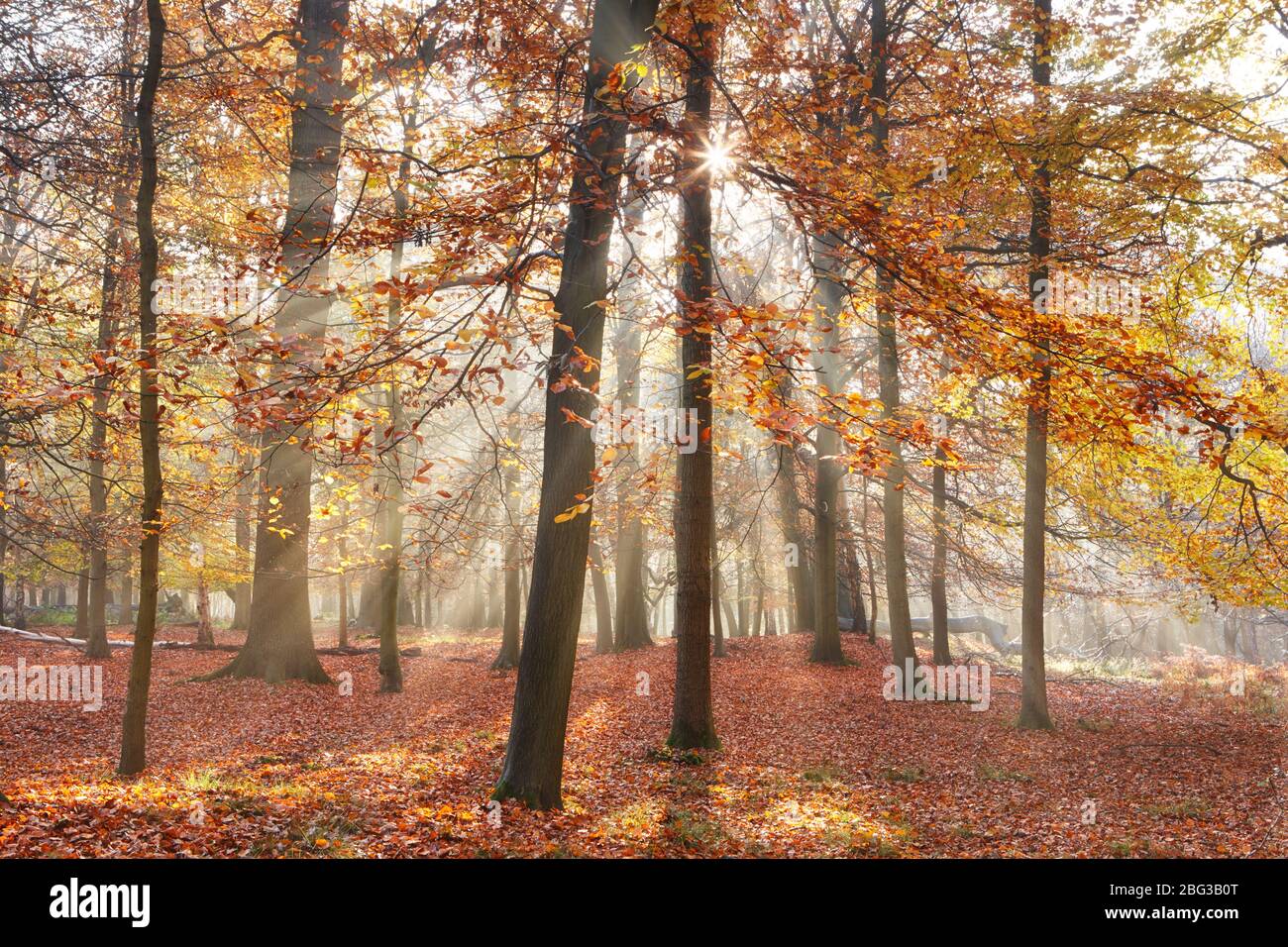Sunlight filtering through woodland on a misty morning during Autumn Stock Photo