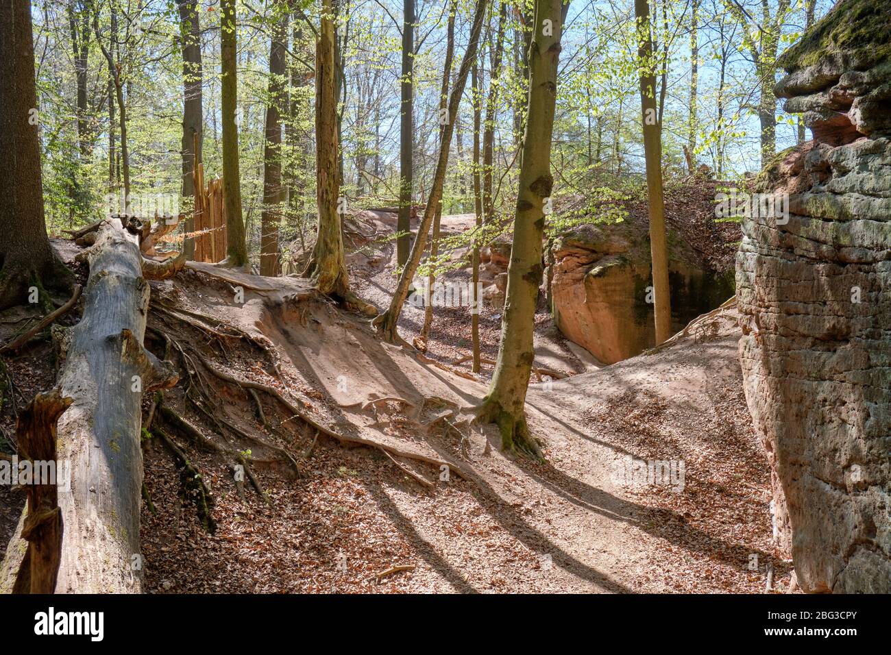 Beautiful springtime landscape in the forest with sandstone rocks at the Schmausenbuck in Nuremberg in April. Stock Photo