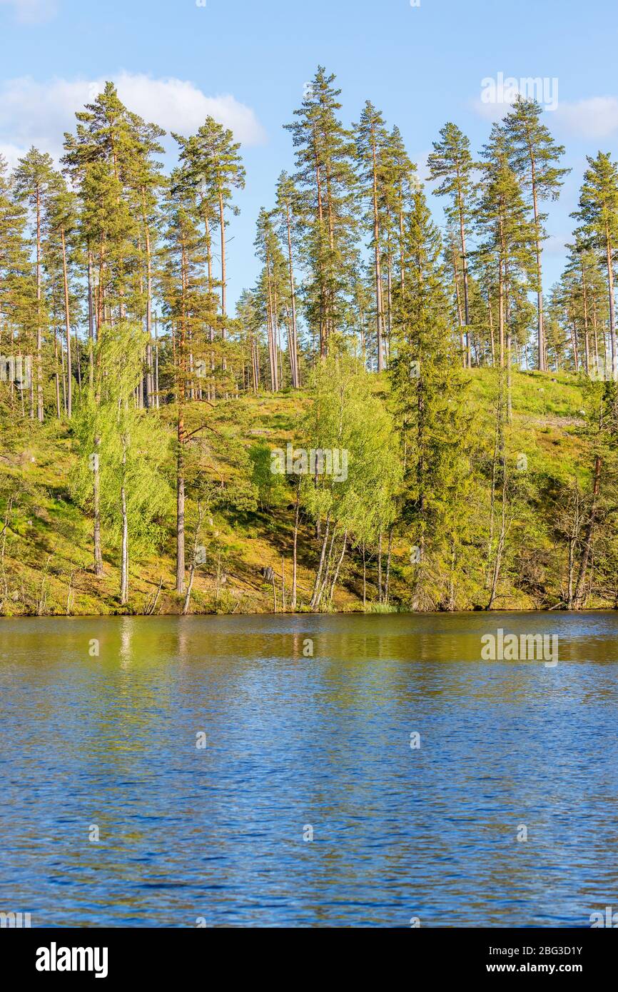 Forest lake with pine trees on a hill Stock Photo
