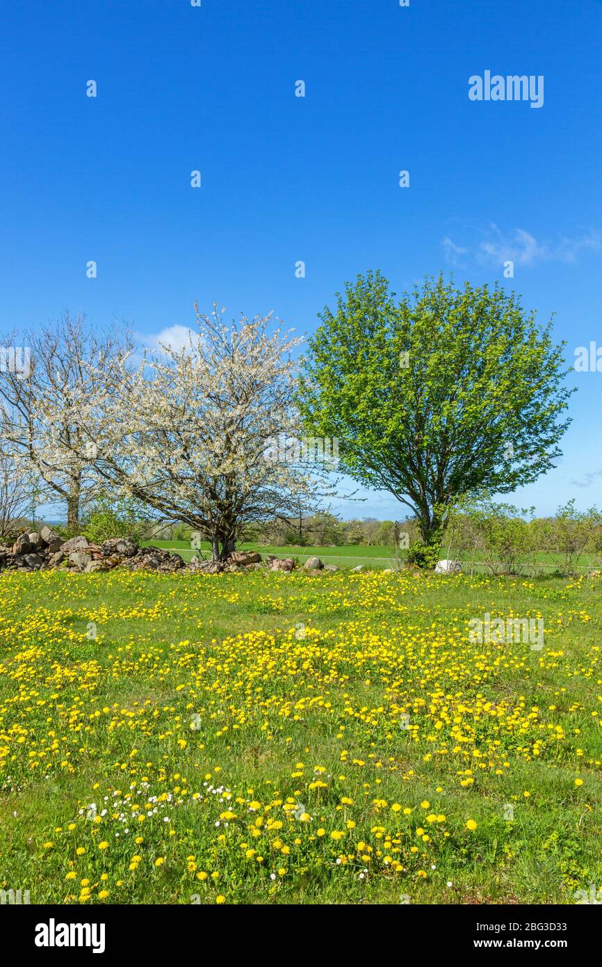 Flowering meadow with trees in spring Stock Photo