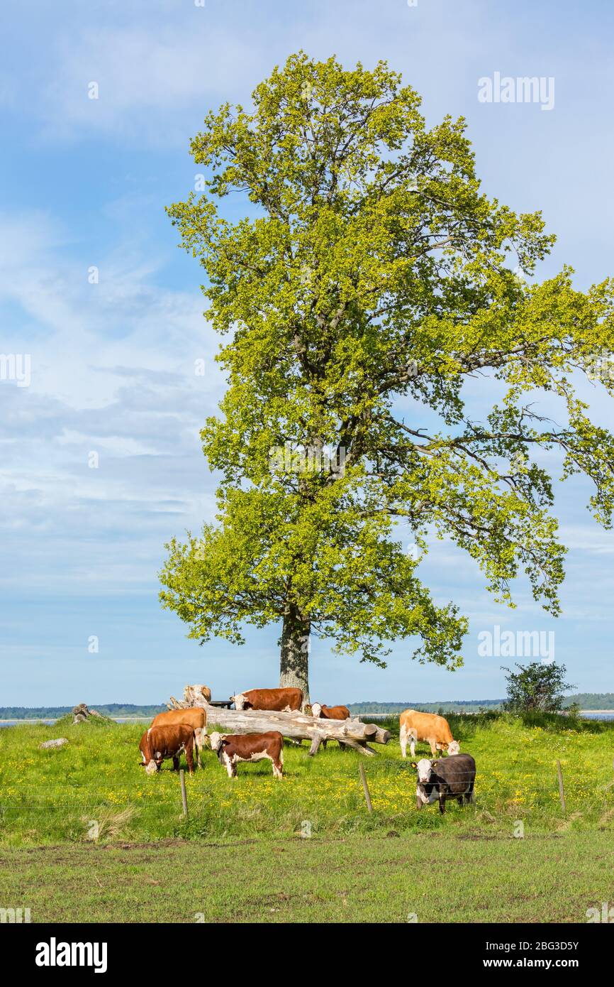 Cows at a tree in a pasture in summer Stock Photo - Alamy