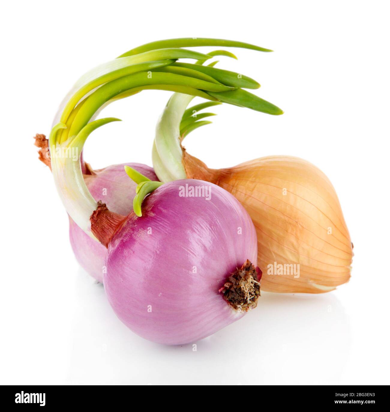 Sprouting onions isolated on white Stock Photo