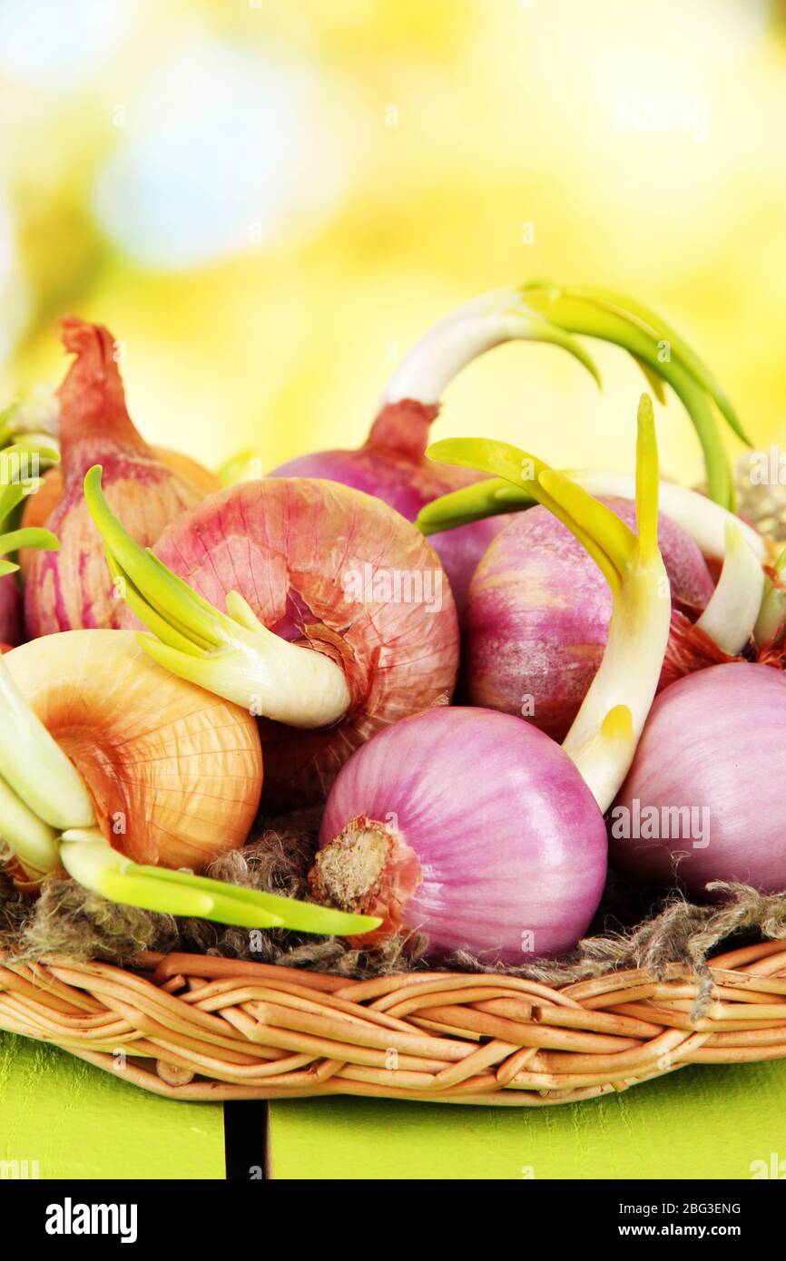 Old basket yellow onions hi-res stock photography and images - Alamy