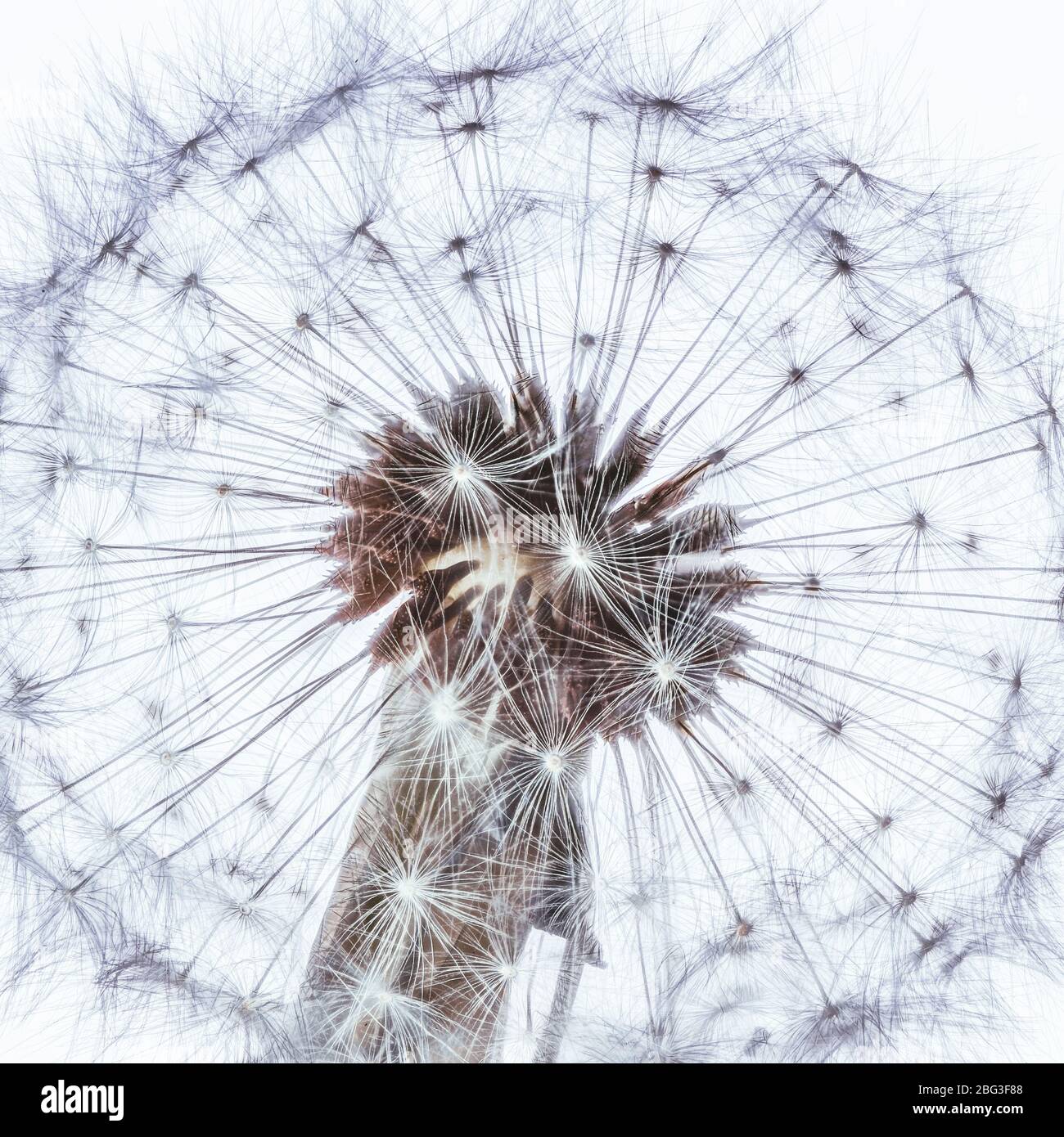 arty square fluffy  dandelion seed head on a white background  , with space for text over lay concept of breaking free Stock Photo