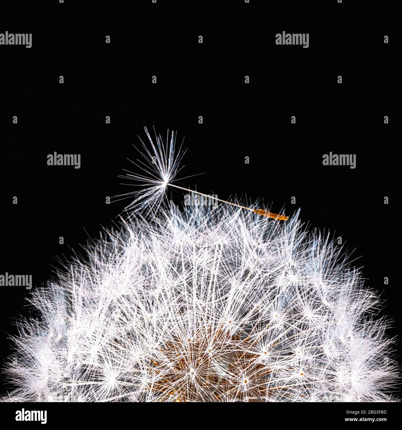 square fluffy white dandelion seed head on a black background  , with space for text over lay concept of breaking free Stock Photo