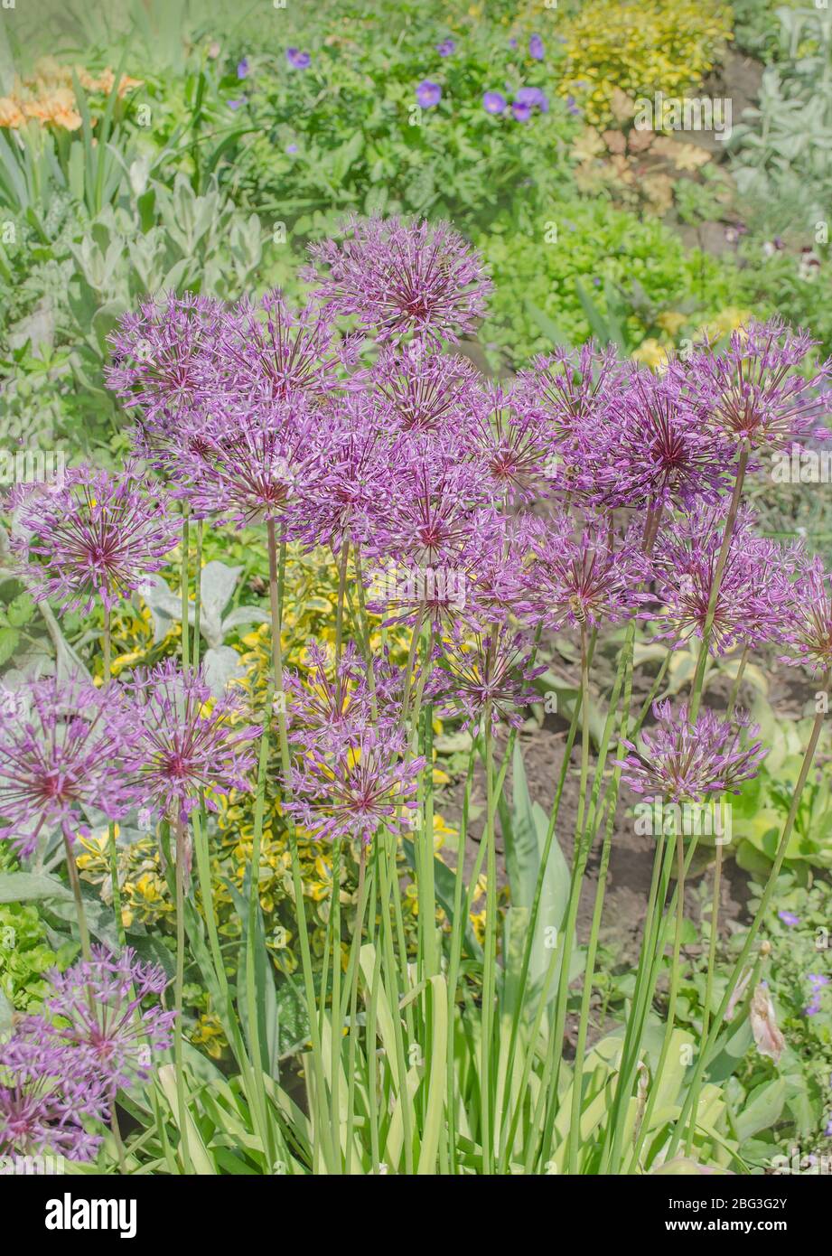Ornamental onion plant hires stock photography and images Alamy