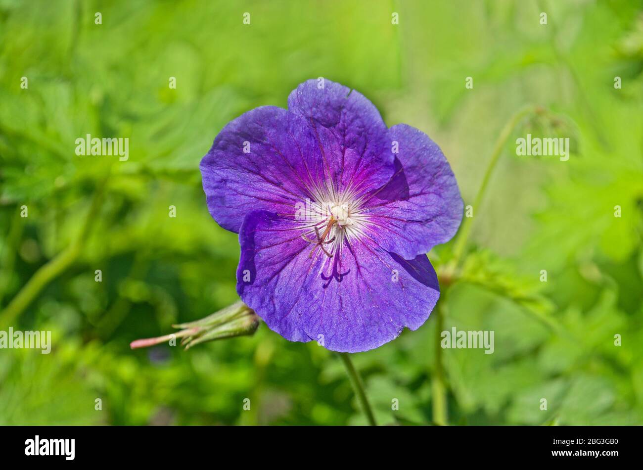 Geranium  beautiful background. A close up of  Cranes Bill flower. Stock Photo