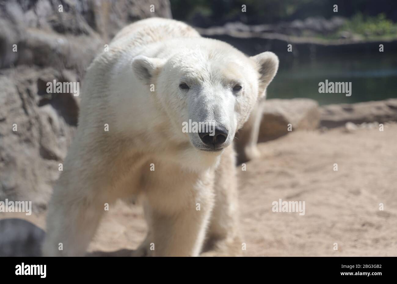 Gelsenkirchen, Deutschland. 20th Apr, 2020. firo: 20.04.2020, Germany, NRW, Gelsenkirchen, ZOOM Erlebniswelt, zoo, wildlife, fauna, animals, The employees and animals are waiting impatiently for the reopening after the corona crisis, EISBAR | usage worldwide Credit: dpa/Alamy Live News Stock Photo