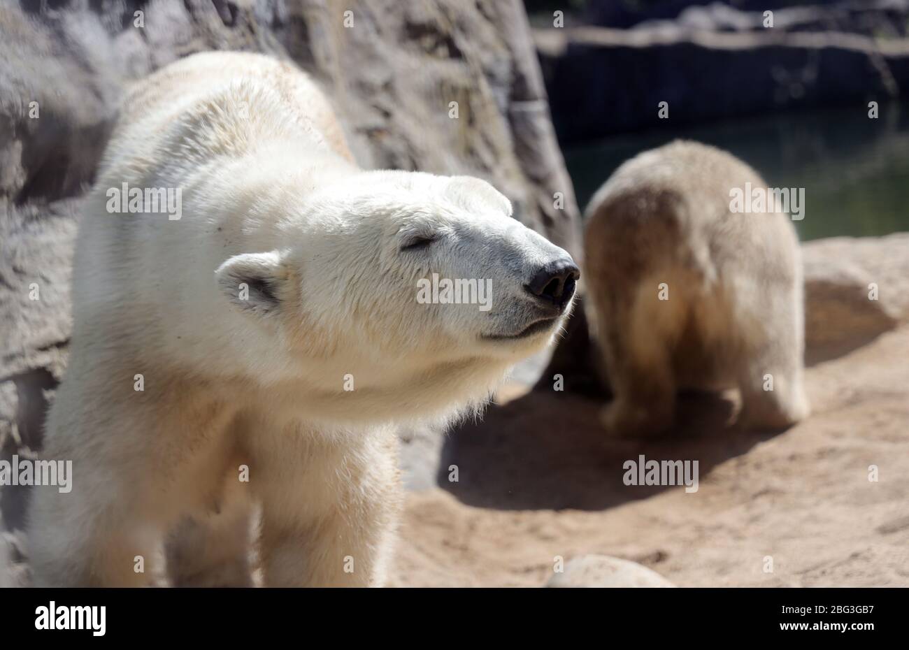 Gelsenkirchen, Deutschland. 20th Apr, 2020. firo: 20.04.2020, Germany, NRW, Gelsenkirchen, ZOOM Erlebniswelt, zoo, wildlife, fauna, animals, The employees and animals are waiting impatiently for the reopening after the corona crisis, EISBAR | usage worldwide Credit: dpa/Alamy Live News Stock Photo