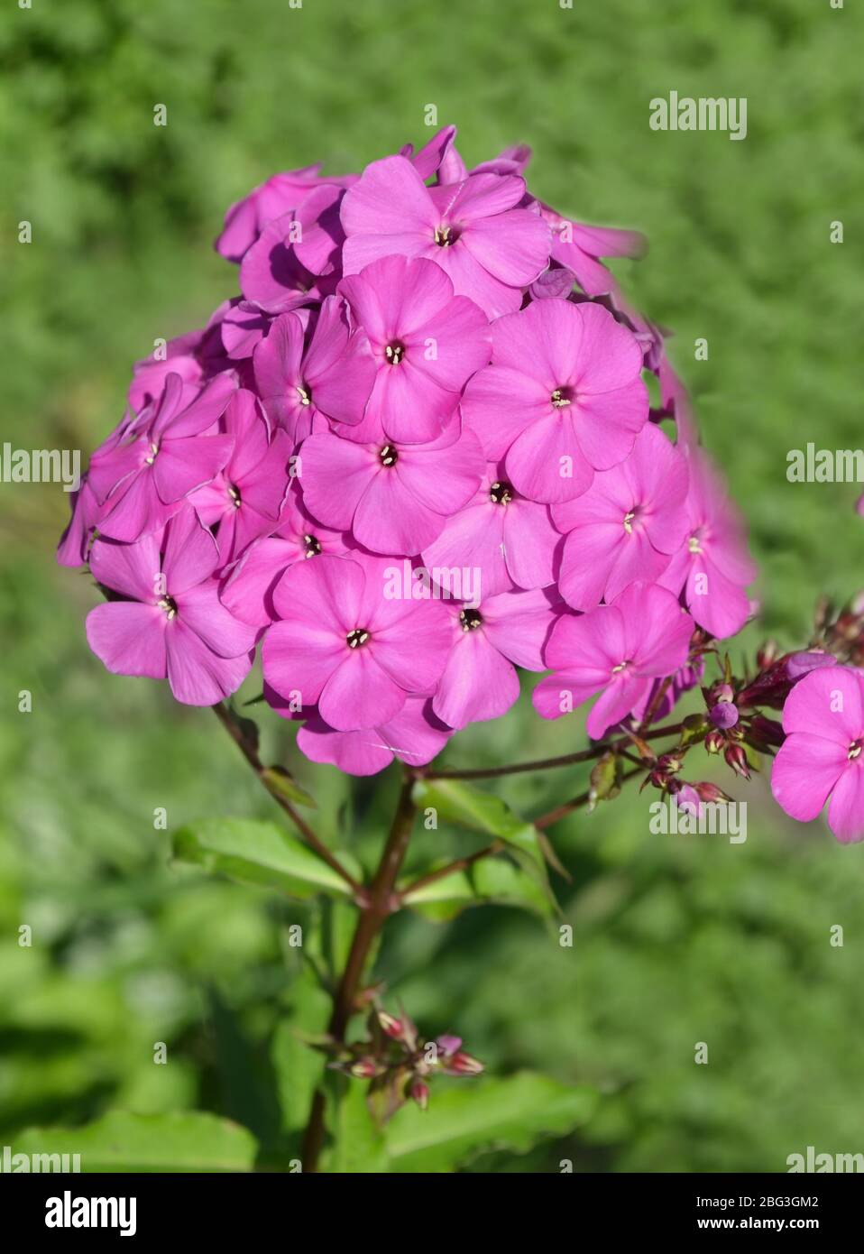 Pink phlox flowers in the garden Stock Photo - Alamy