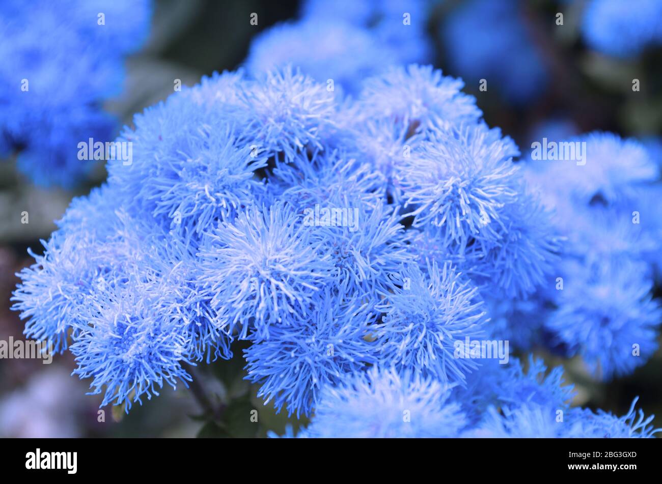 Background with blue ageratum flowers Stock Photo