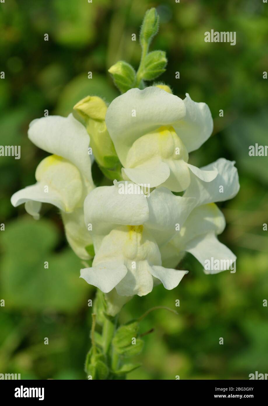 White antirrhinum in the garden Stock Photo