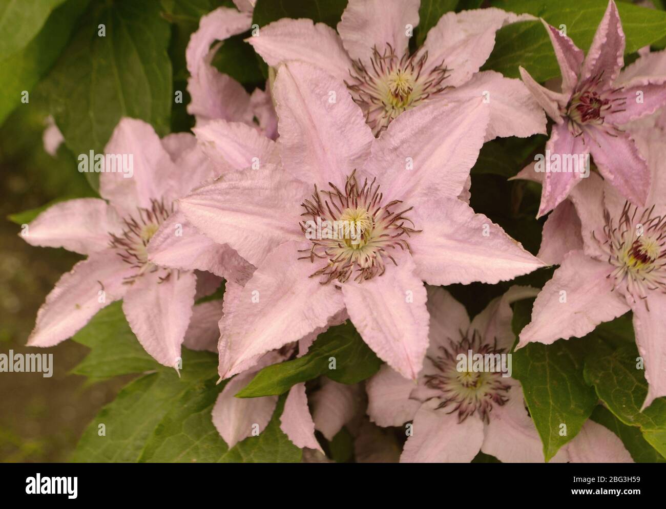 Pink clematis plant with flowers and natural background Stock Photo Alamy