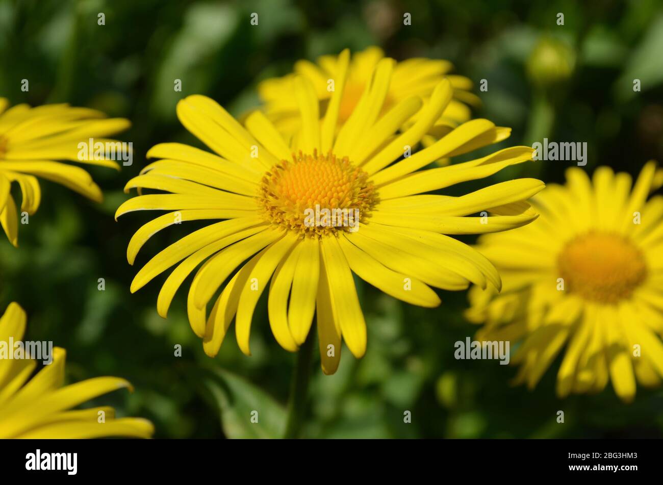 Doronicum yellow flower in the garden in spring Stock Photo