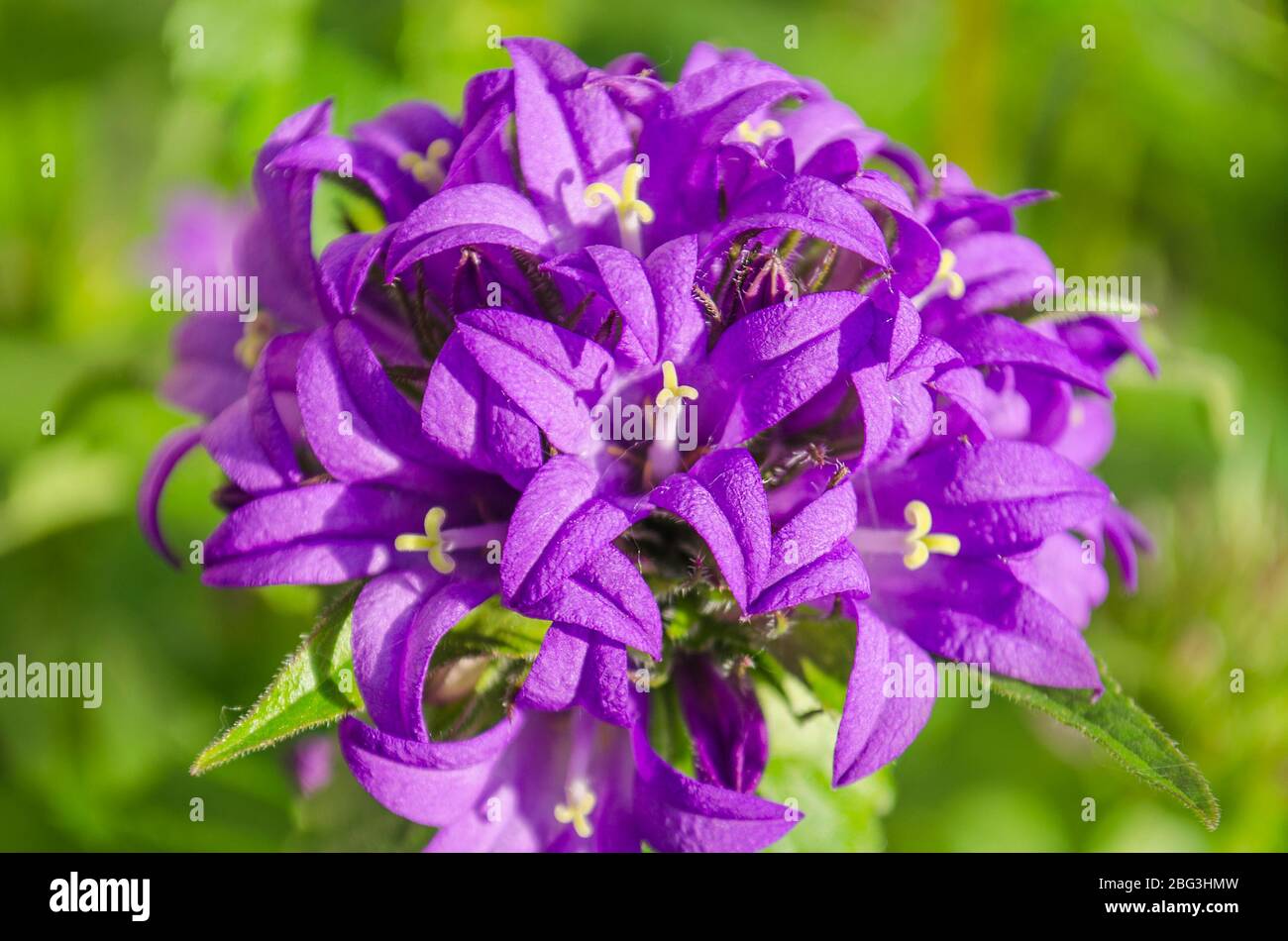 Purple bells in the garden. The beetle on the purple flower Stock Photo