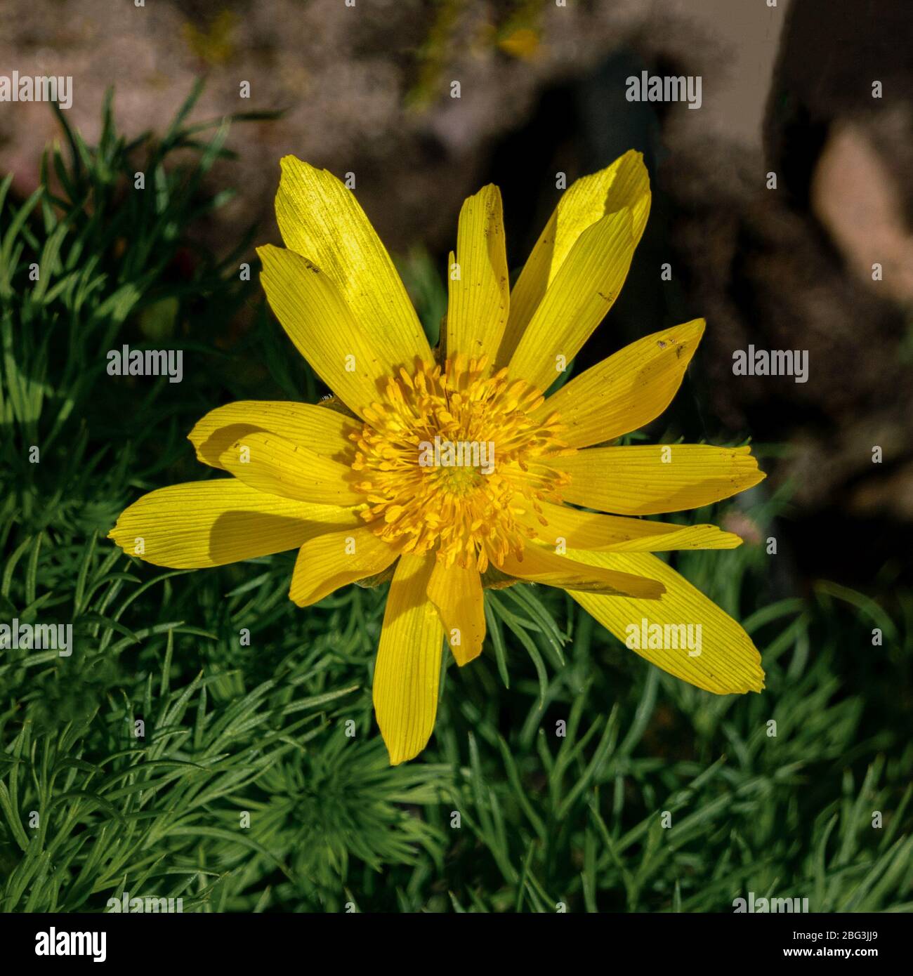Close up of a yellow Adonis vernalis flower Stock Photo