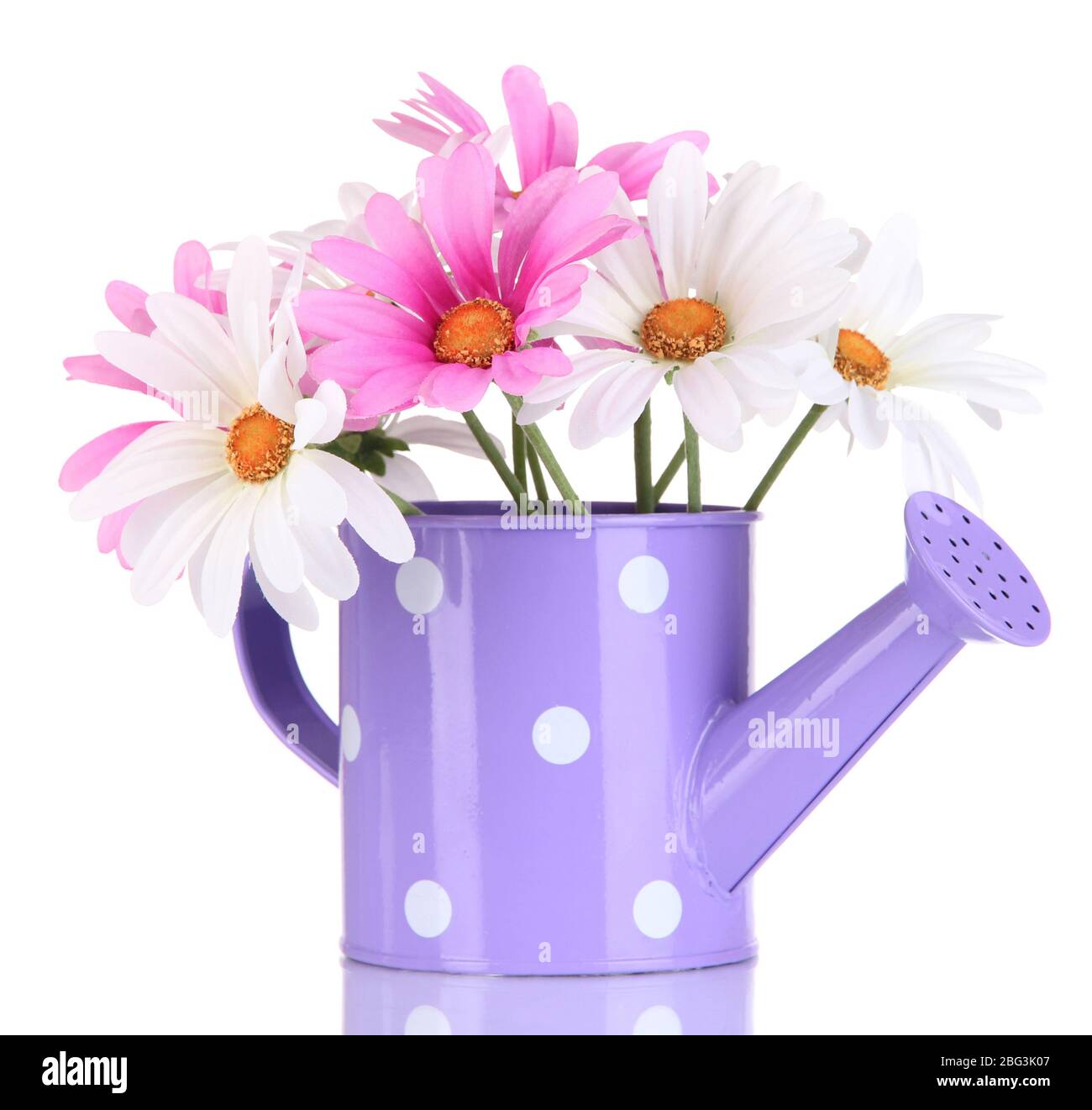 Beautiful daisies in colorful watering can isolated on white Stock