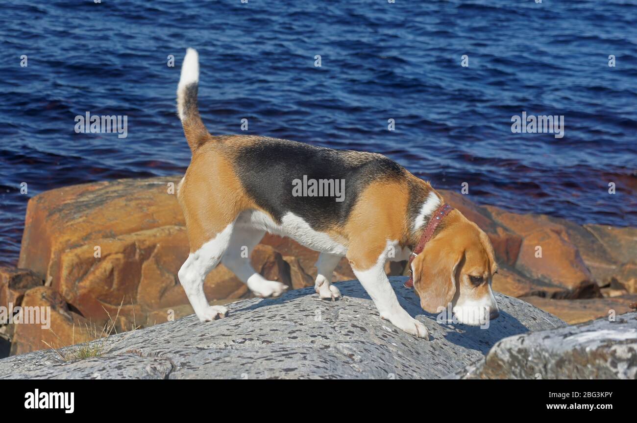 Beagle puppy playing outdoors on the sea Stock Photo