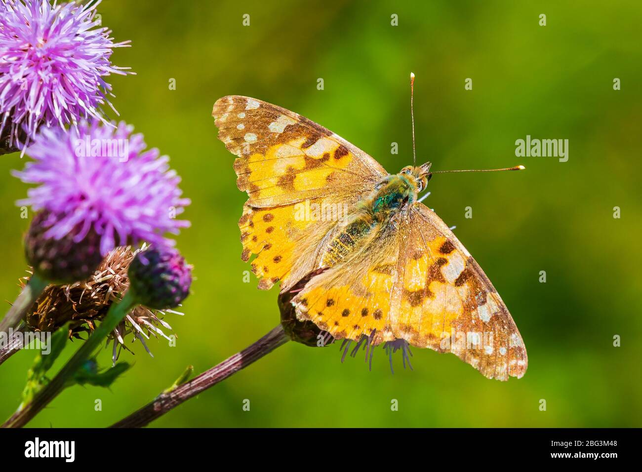 Painted Lady butterfly vanessa cardu feeding nectar from a purple thistle flower. Stock Photo