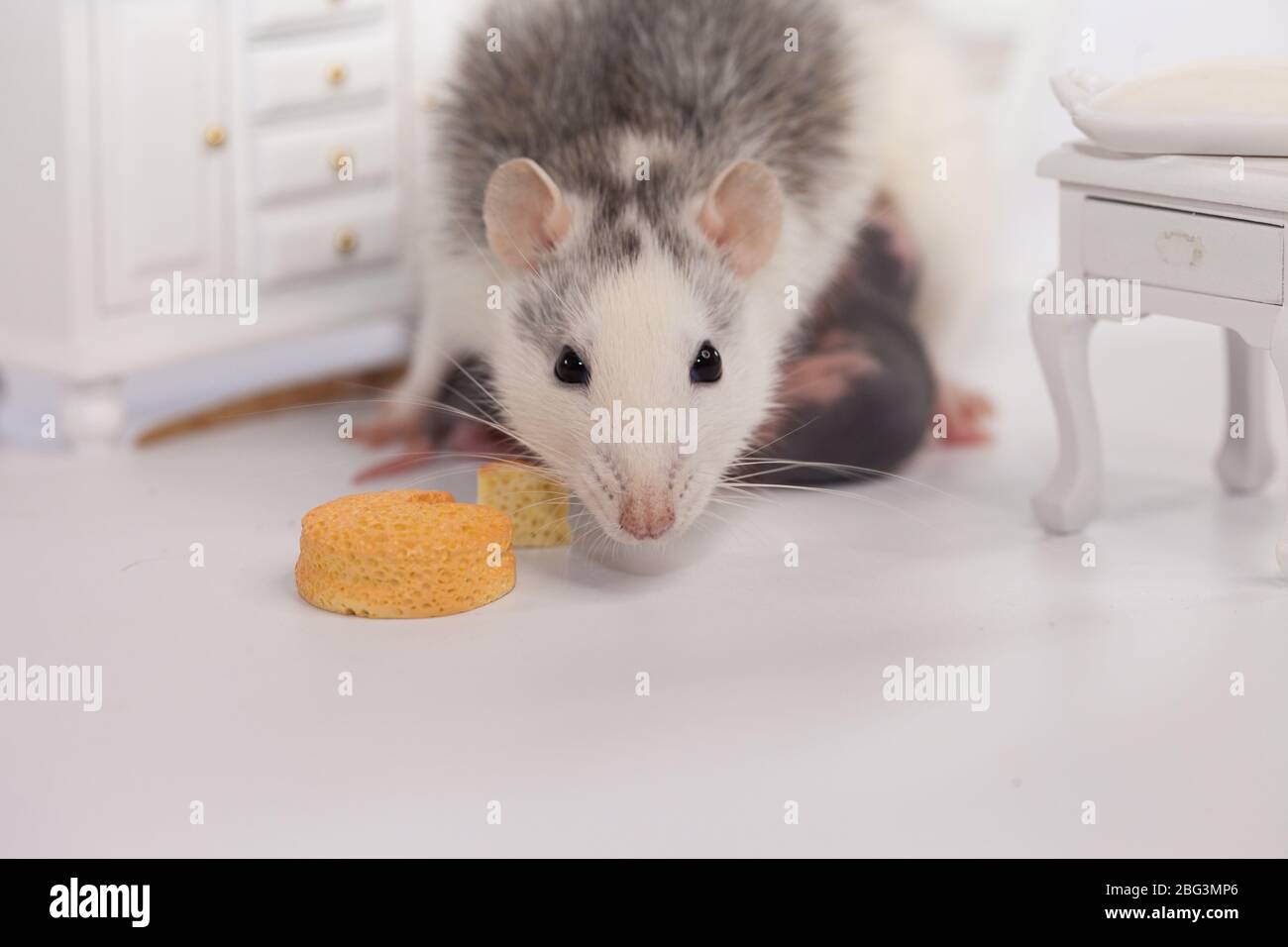 Rat and cheese. white lab rat in a doll room Stock Photo Alamy