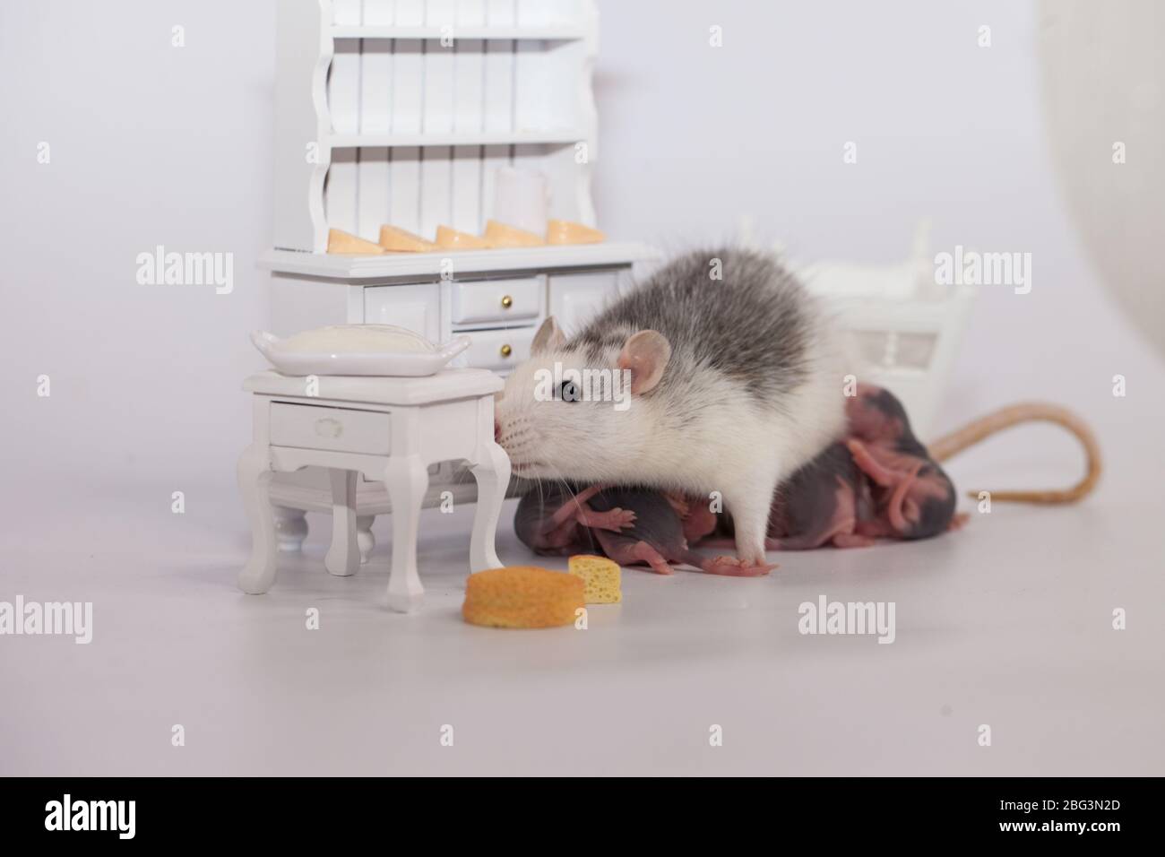 Rat and cheese. white lab rat in a doll room Stock Photo Alamy
