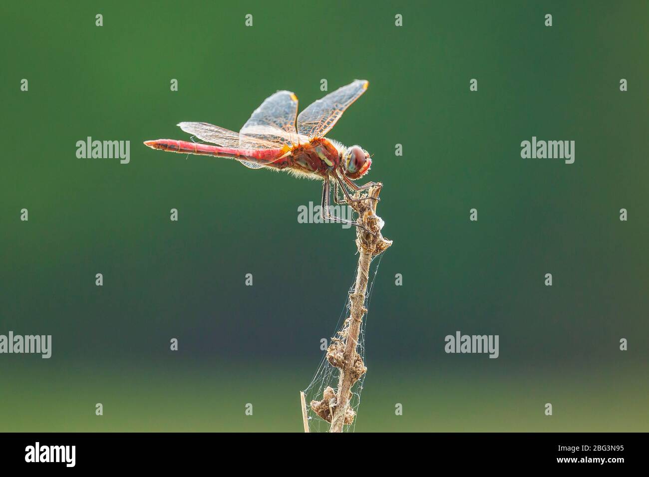 Close-up of a red male Sympetrum fonscolombii, Red-veined darter or nomad resting on vegetation Stock Photo