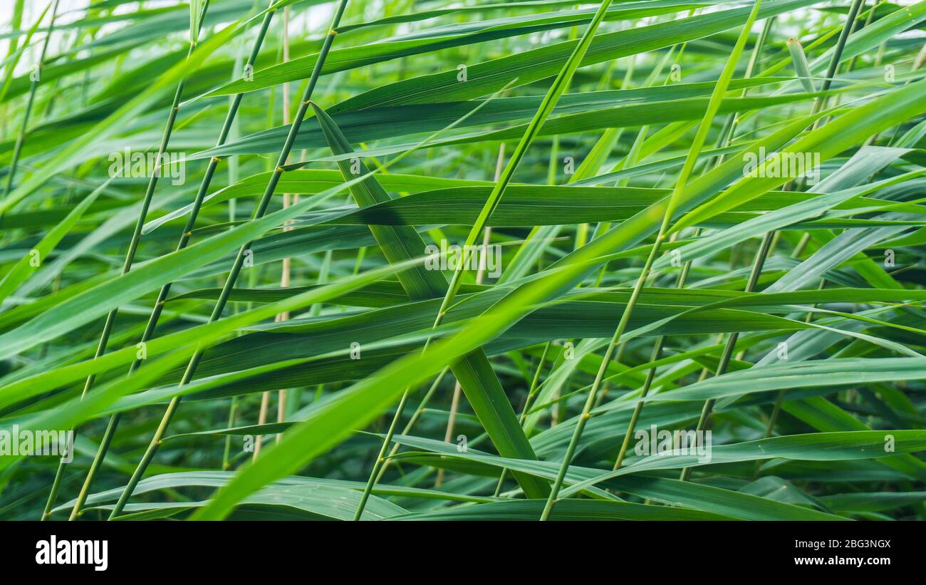 Yellow reed grass natural hi-res stock photography and images - Alamy